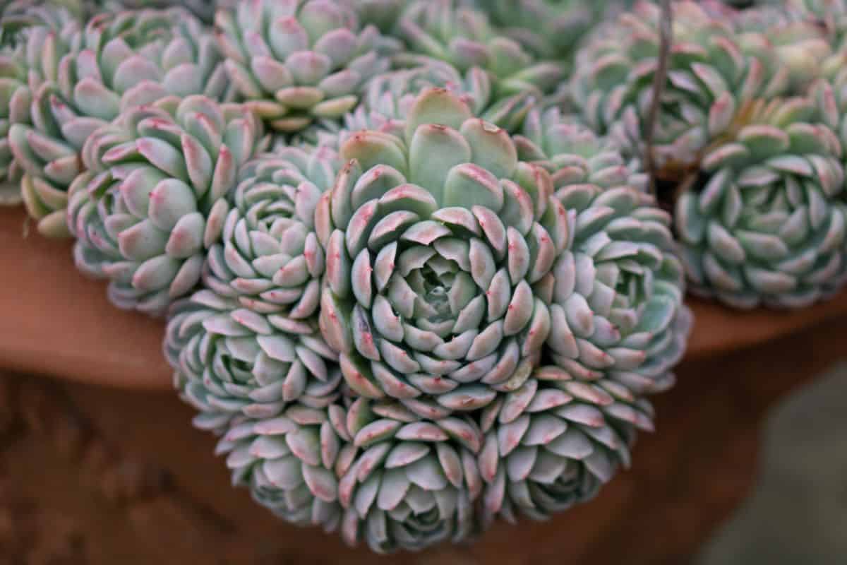 Echeveria elegans in a pot close-up.