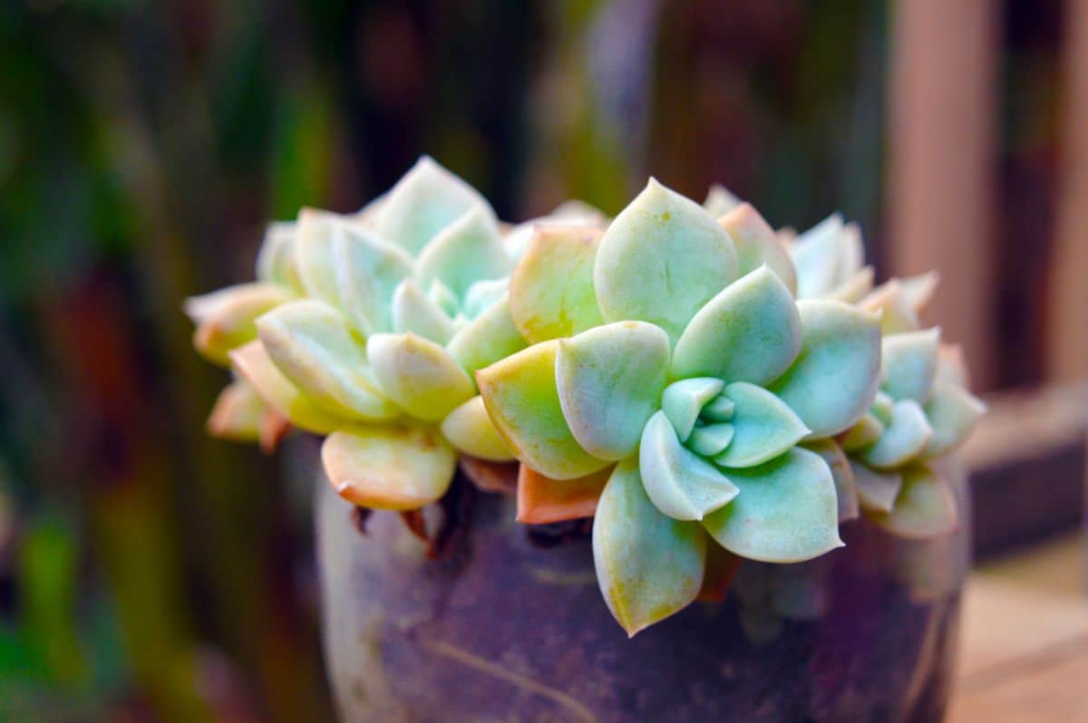 Echeveria elegans in a pot close-up.