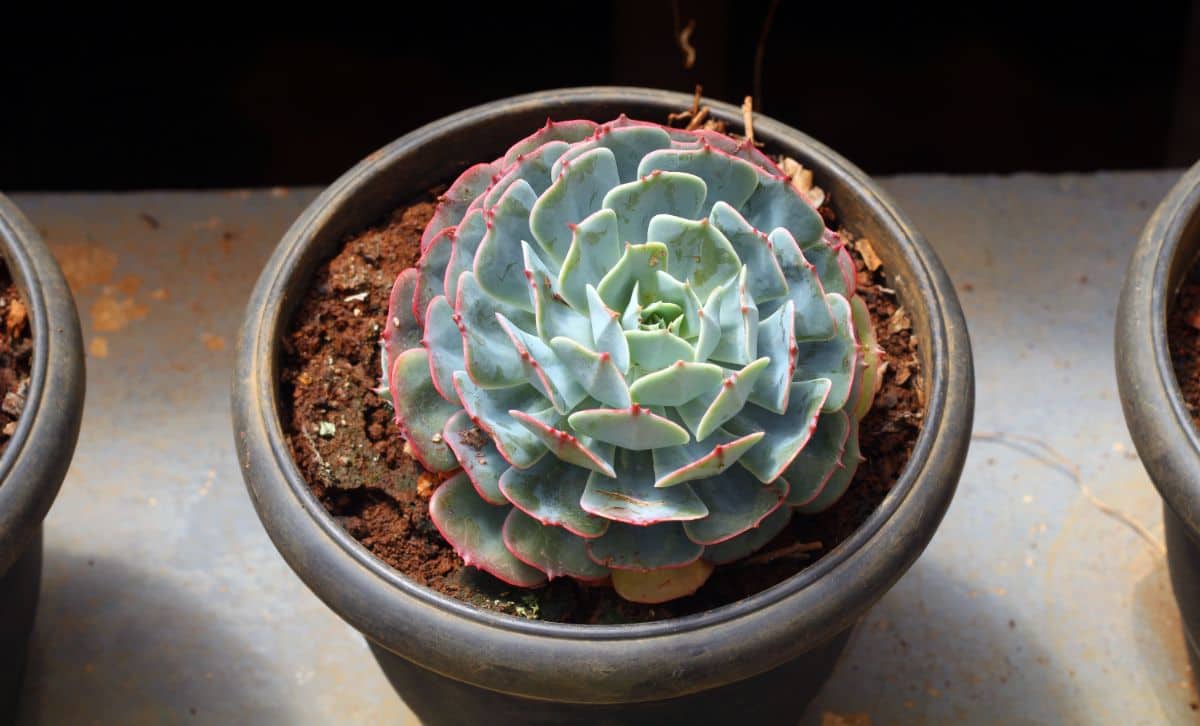 Echeveria elegans in a pot indoors.