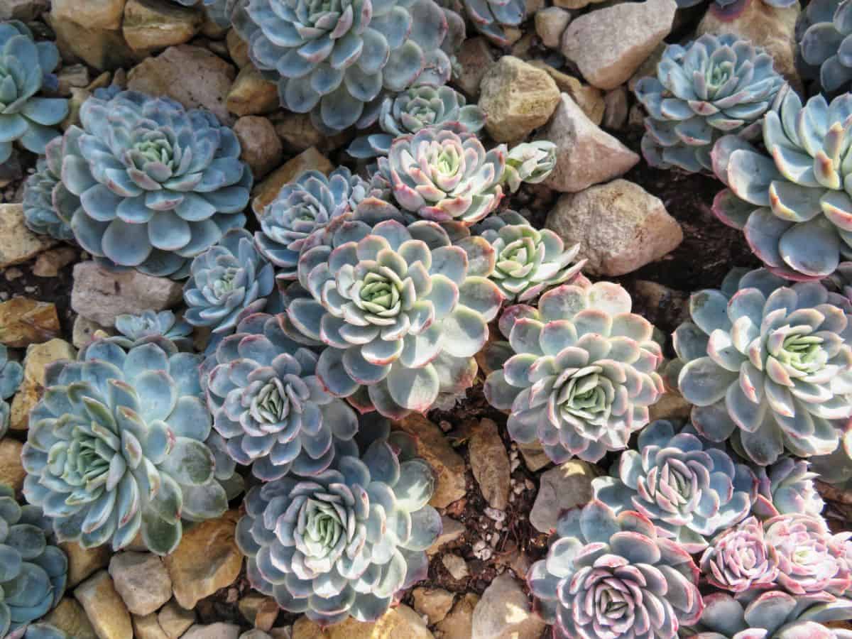 Echeveria elegans in rocks in an outdoor garden.