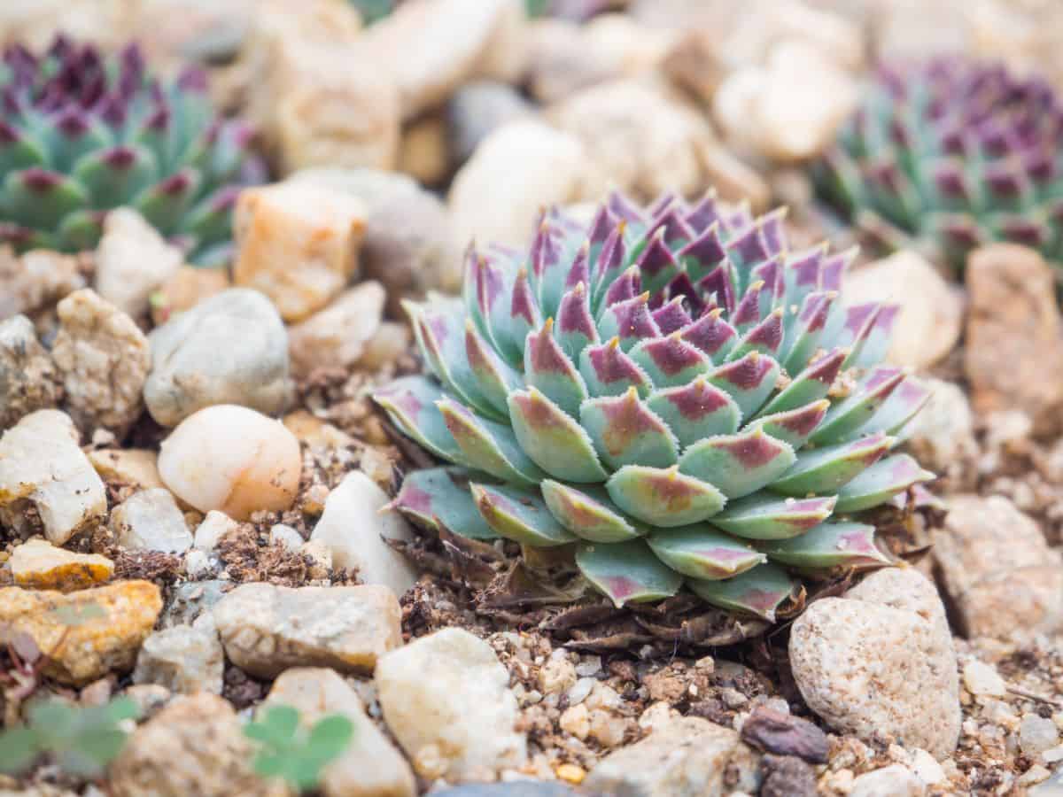 Echeveria elegans in rocky soil outdoor.