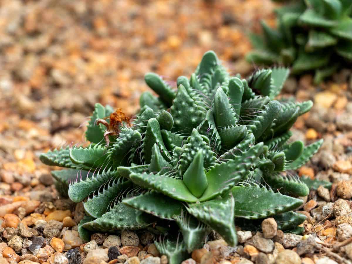 Faucaria Tigrinas  succulent close-up.