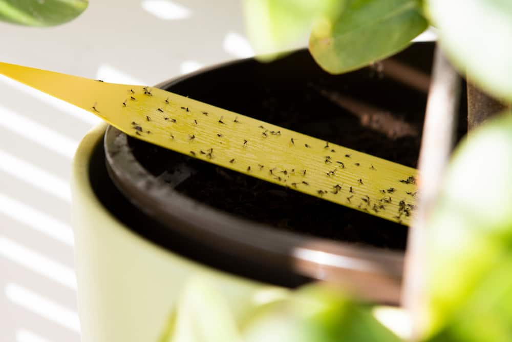 fungus gnats on a browl pot.