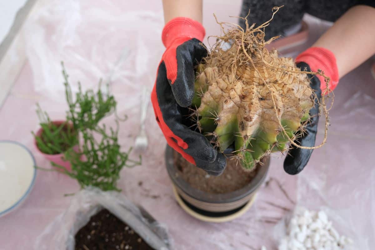 Hands with gloves holding a cactus over a pot.