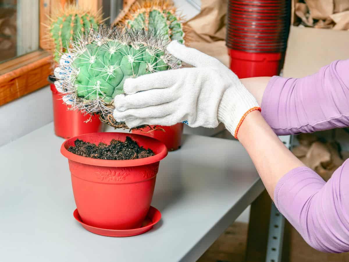 Gardener with white gloves holding a cactus over the red pot.