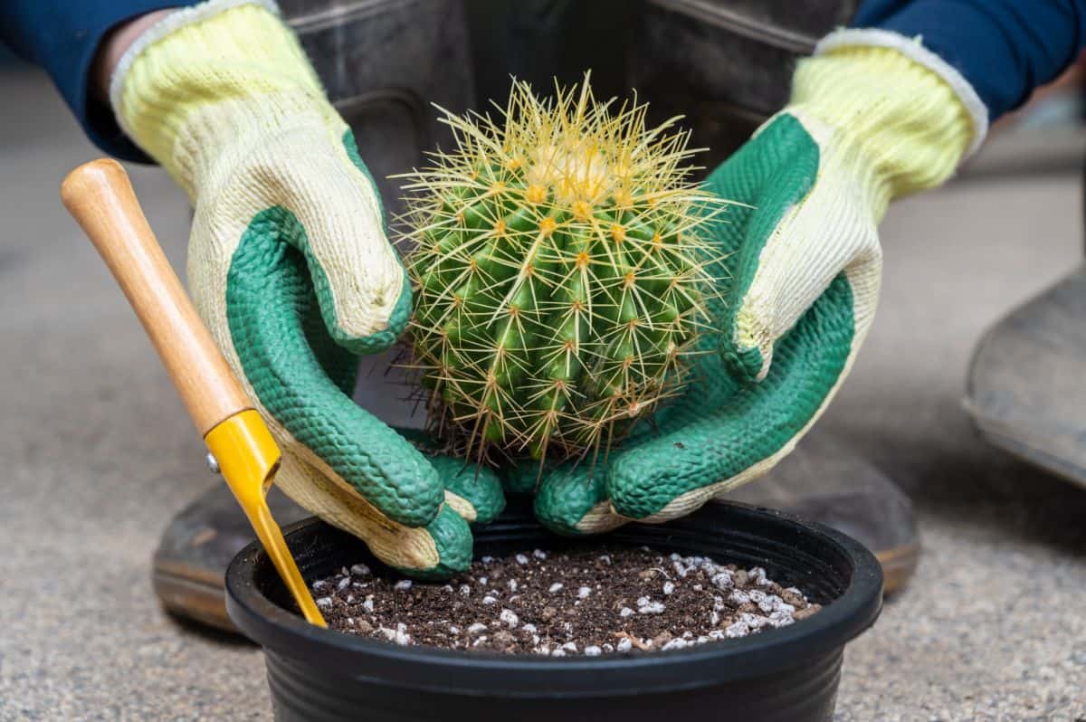 Hands with gloves holding a cactus over a black pot.