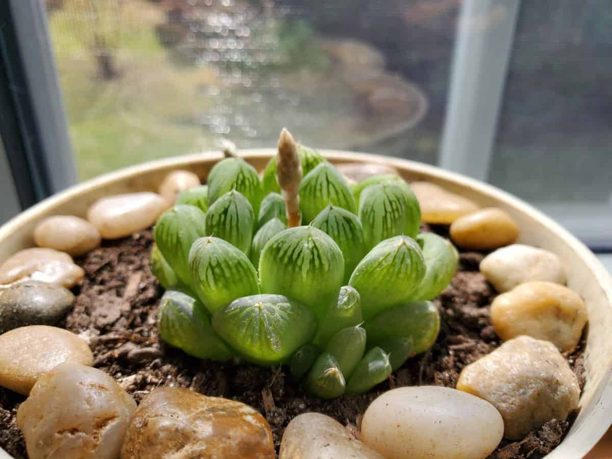 Haworthia coopri blooming in a pot.