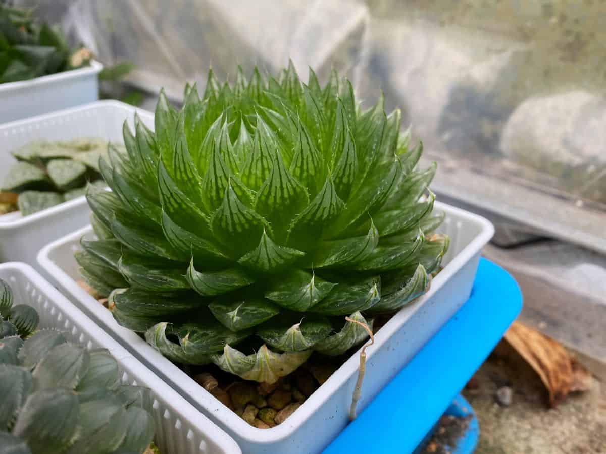 Haworthia cooperi picturata growing in a pot.