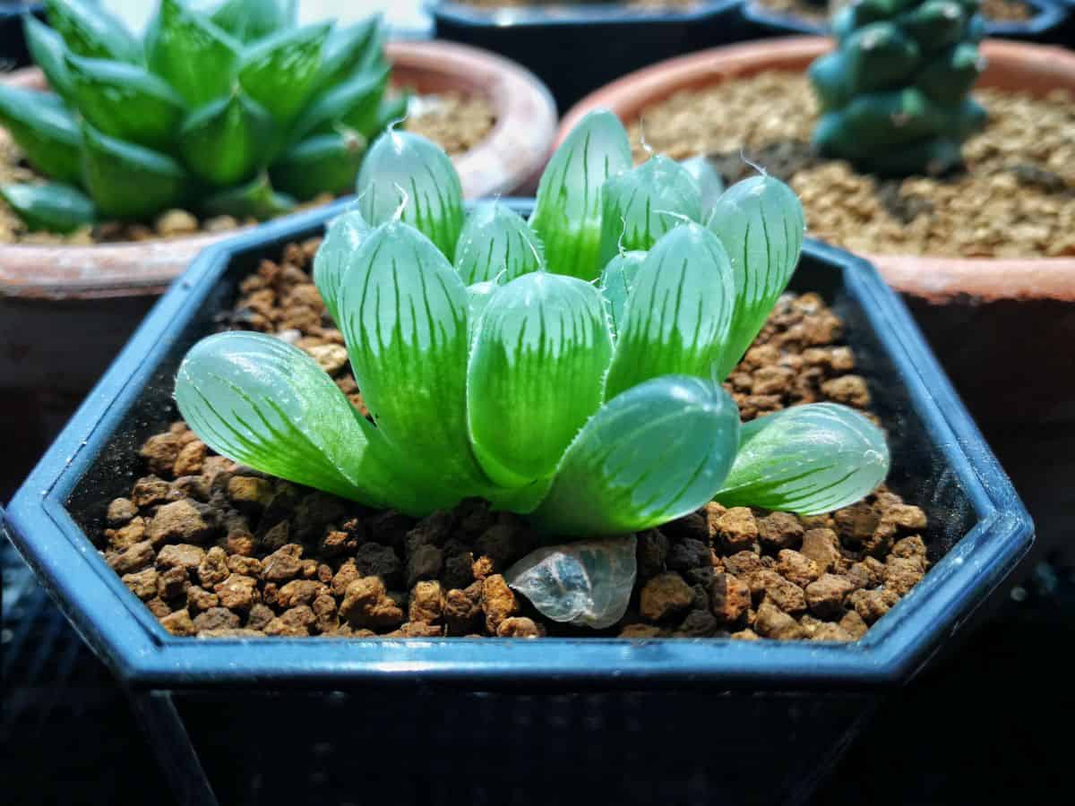 Haworthia cooperi pilifera growing in a pot.