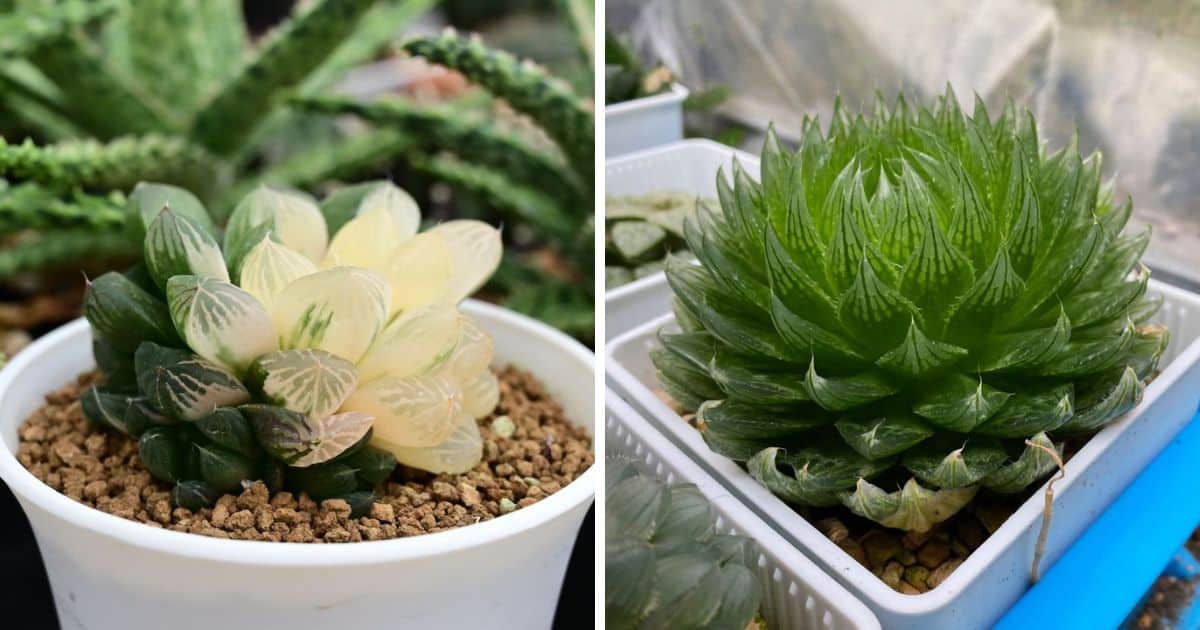 Two images of haworthia cooperi varieties.