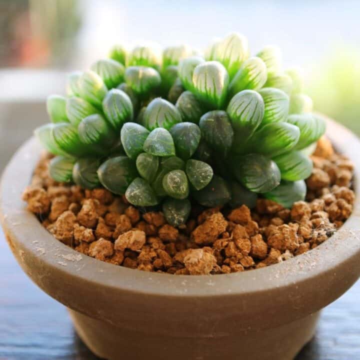 Watch Chain Succulent An Ultimate Care Guide Sublime Succulents