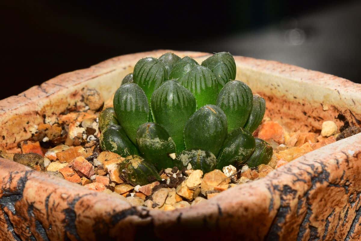 Haworthia cooperi truncata growing in a pot.