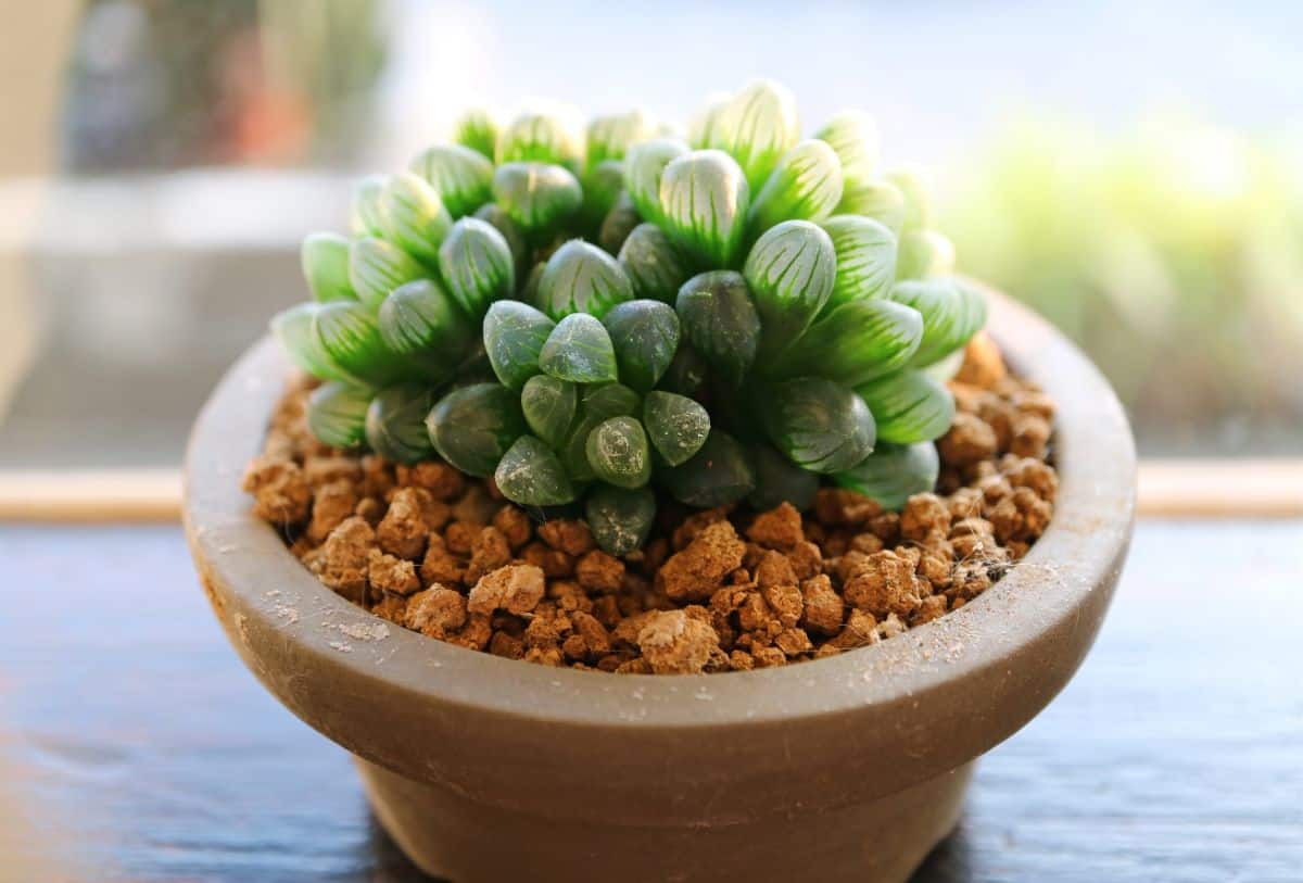 Haworthia cooperi growing in a pot..