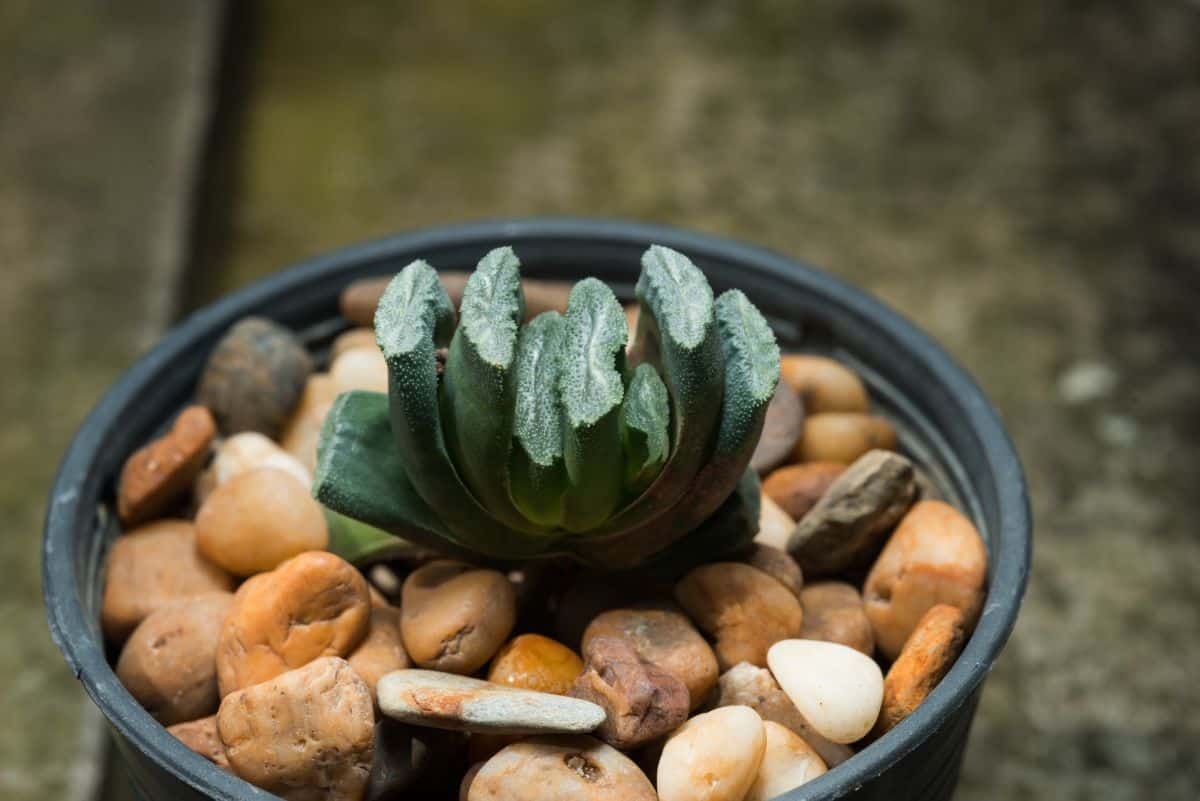 Haworthia truncate growing in a pot.