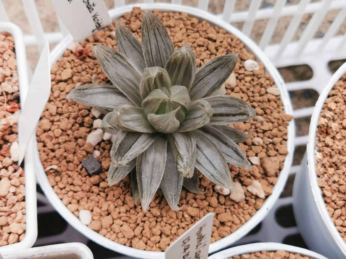 Haworthia cooperi baker growing in a pot.