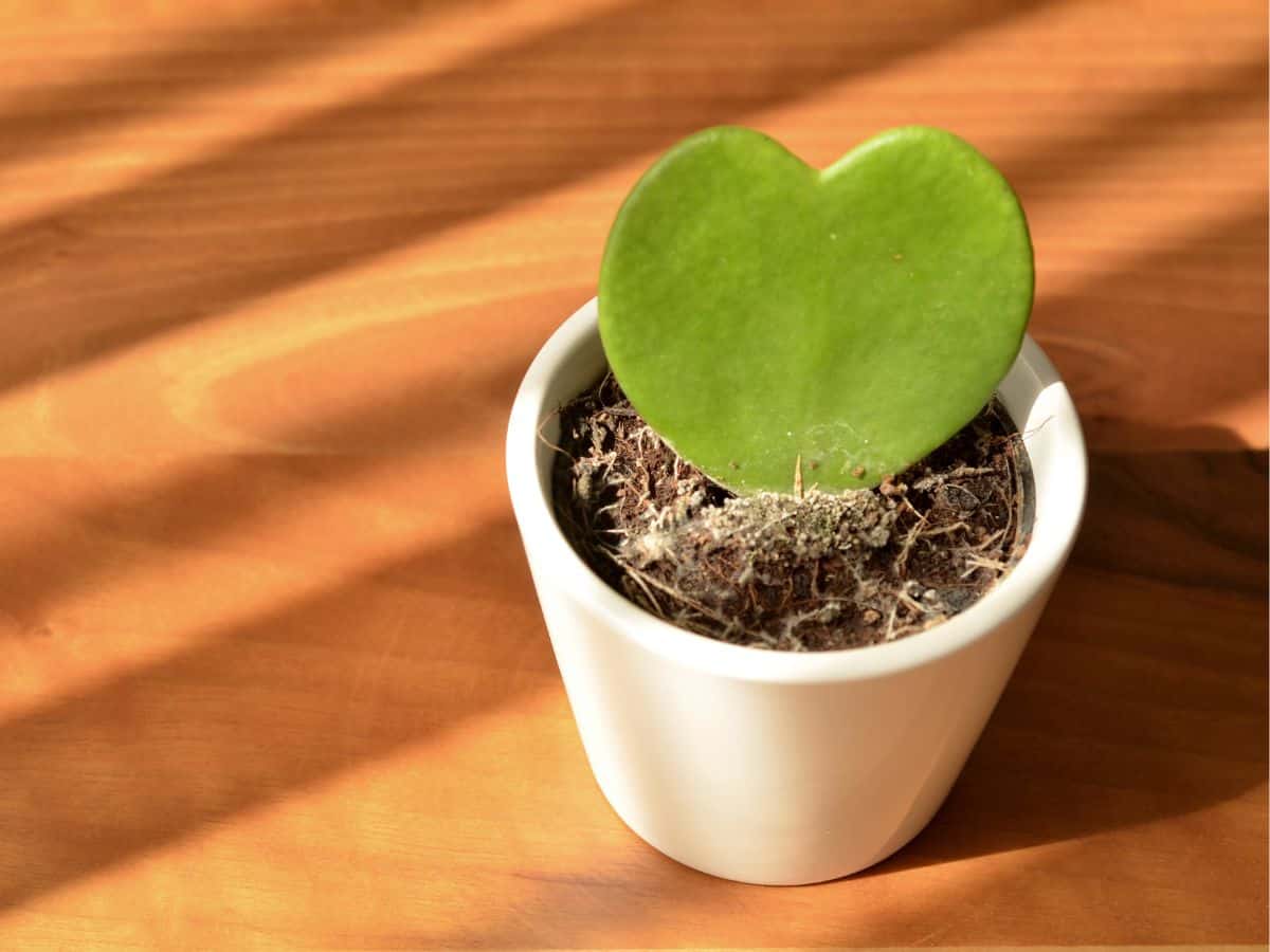 Hoya kerrii  growing in a pot indoors.