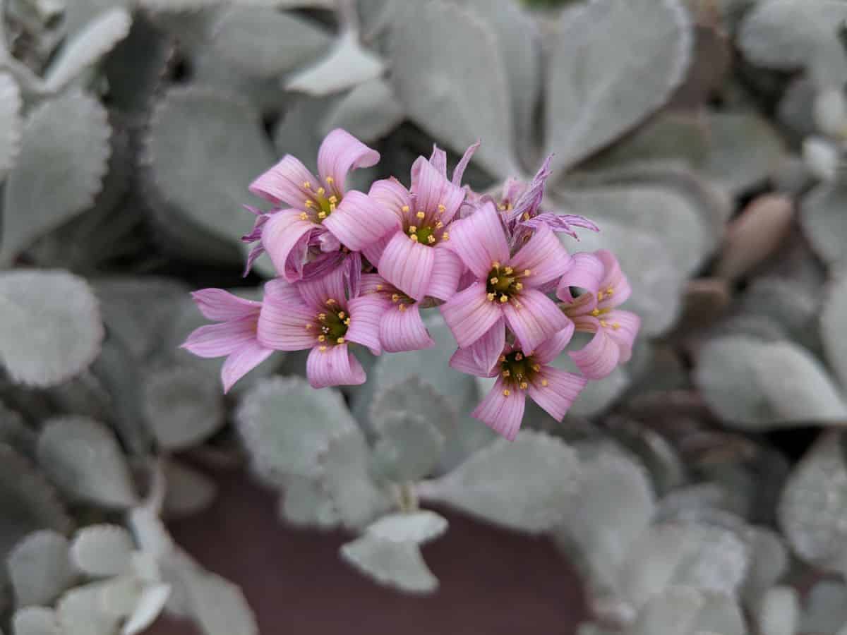 Kalanchoe Pumila close-up.