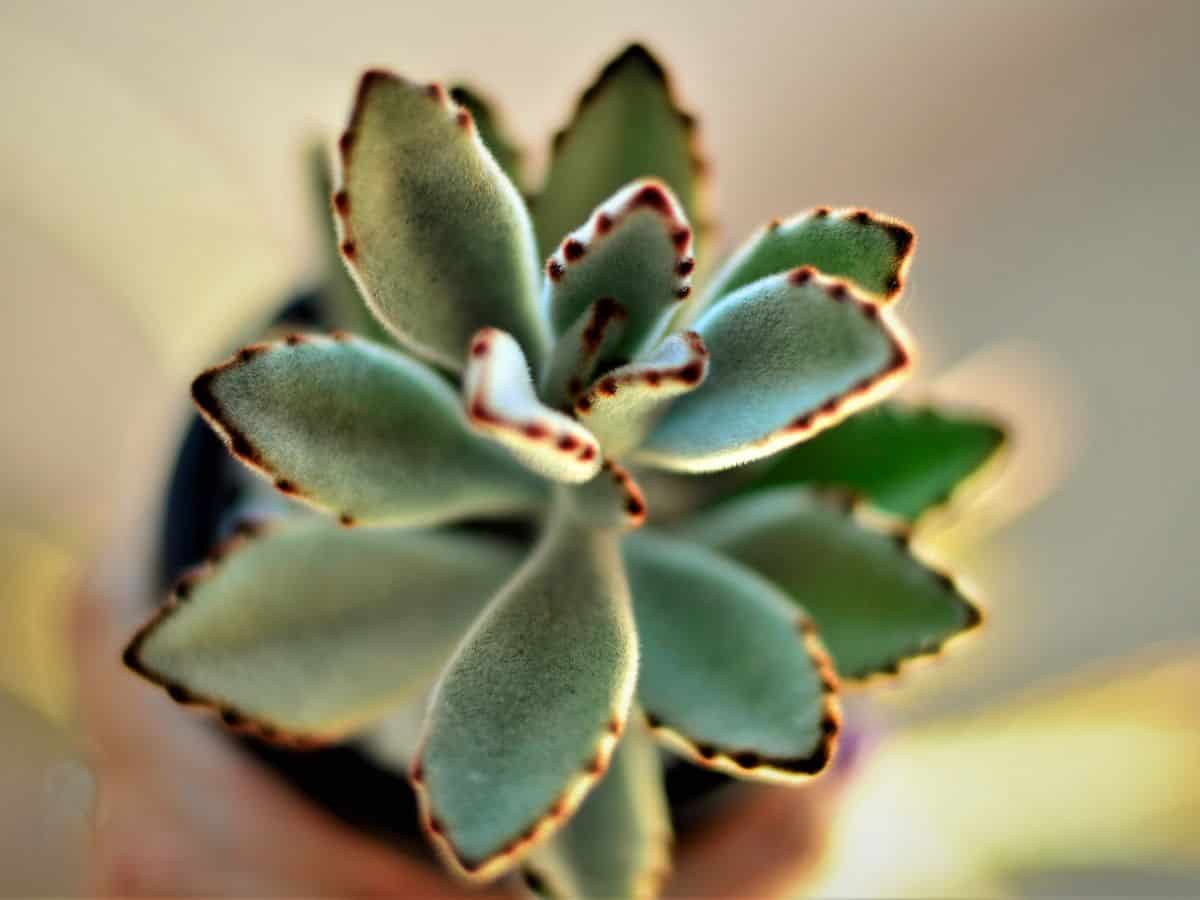 Kalanchoe Tomentosa  growin in a pot close-up.