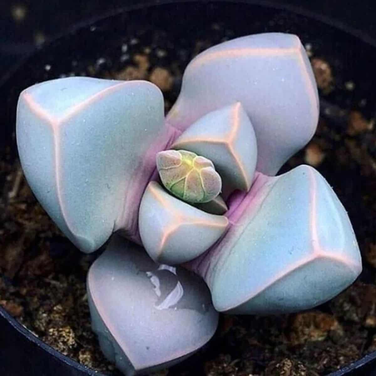 Lapidaria Margarete close-up.