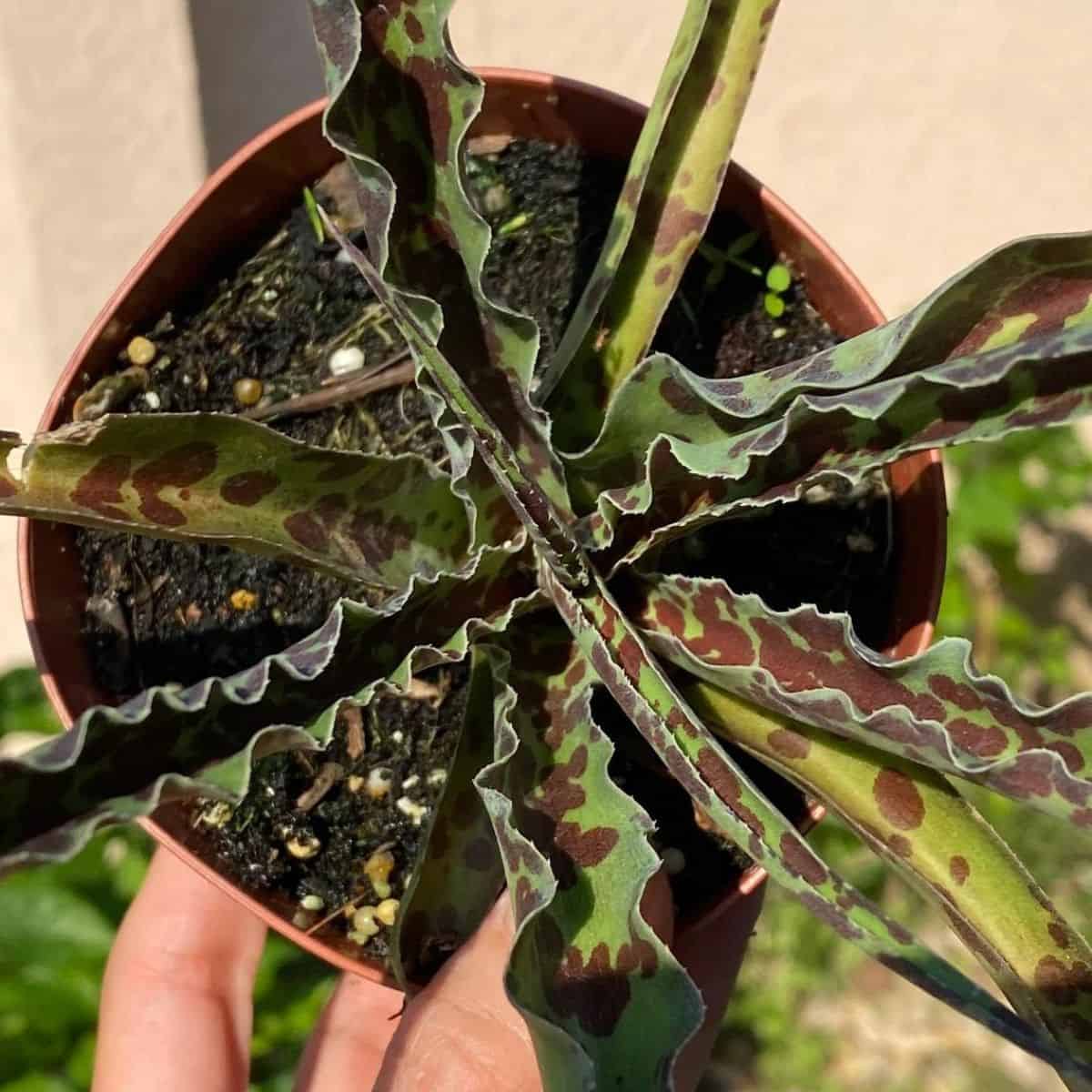 Manfreda Undulata growing in a pot close-up.