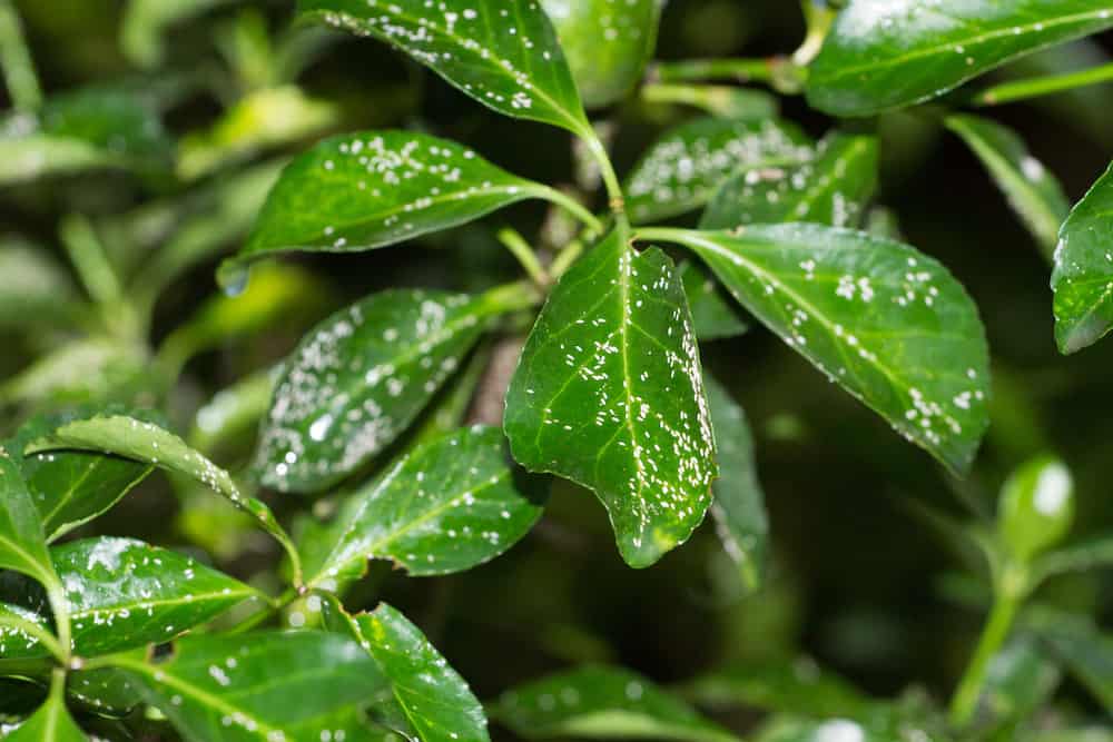 mealybugs on a green leaves 