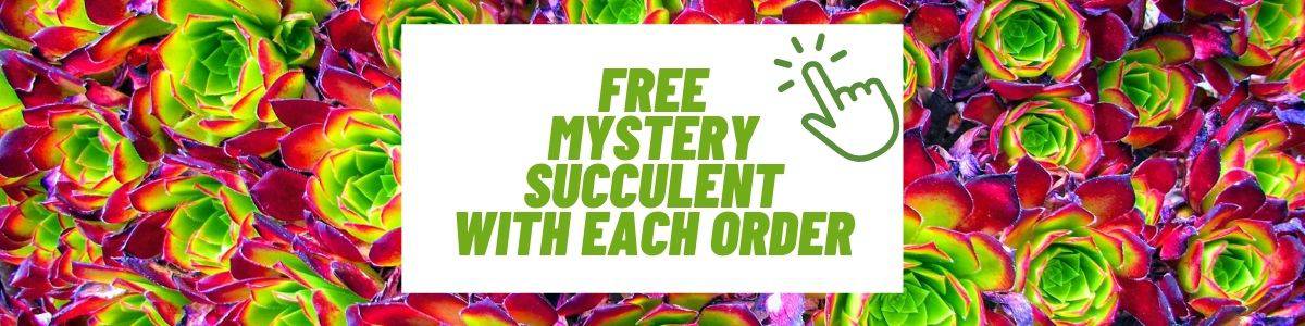 Mountain crest garden's free mistery succulent with each order banner