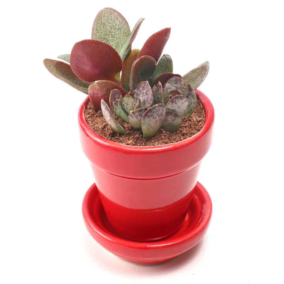 Mountain Crest Garden’s Fruit Pot & Saucer Set