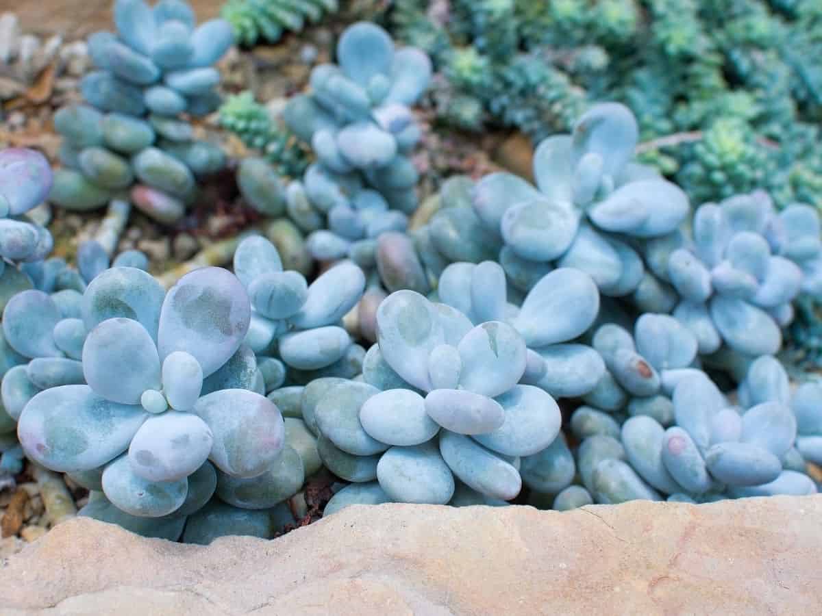 Pachyphytum Oviferum close-up.