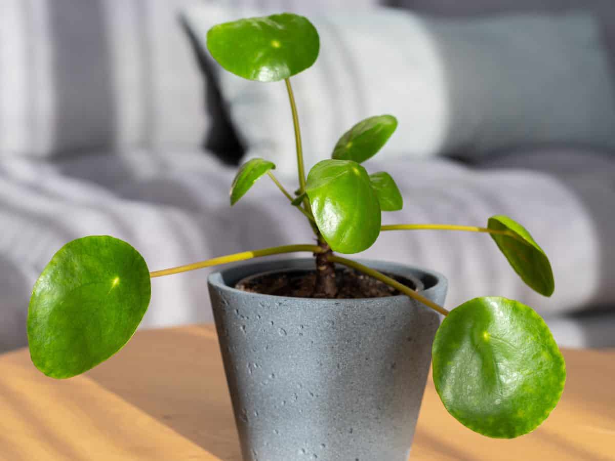 Pilea peperomioides growing in a pot indoors..