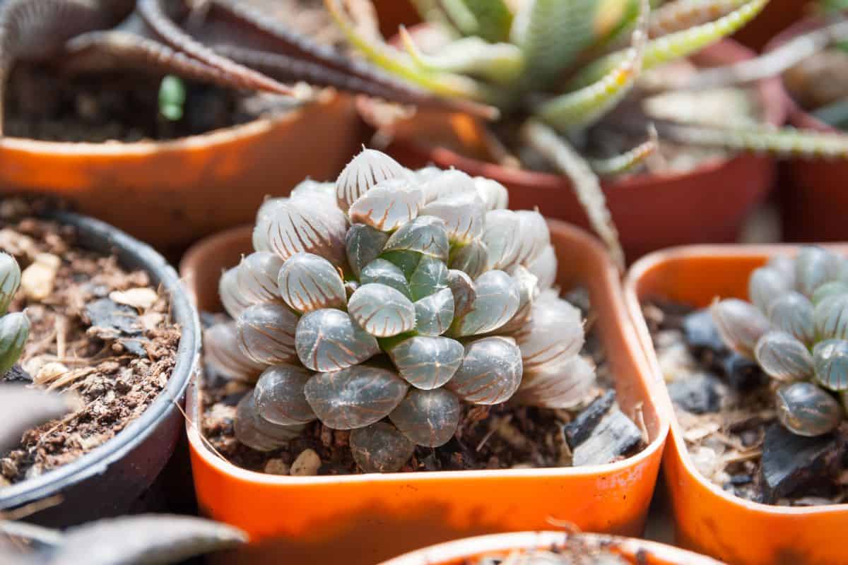 Haworthia cooperi growing in a pot with reddish leaves - too much sun exposure.