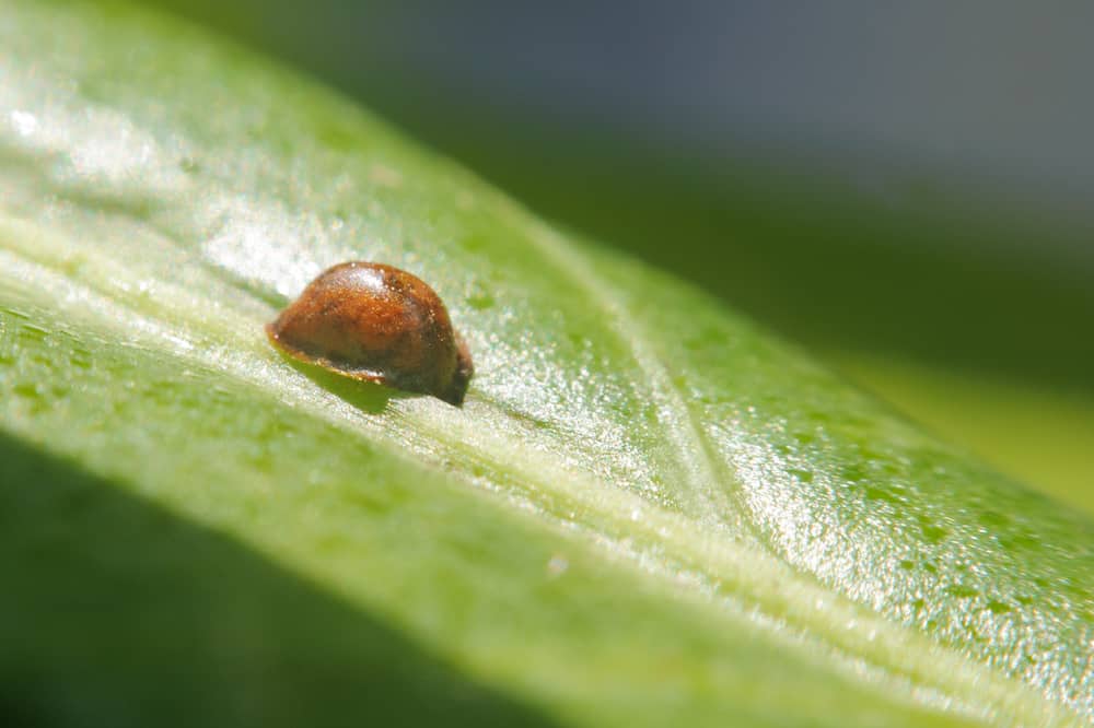 scale insect on a green leaf close-up.