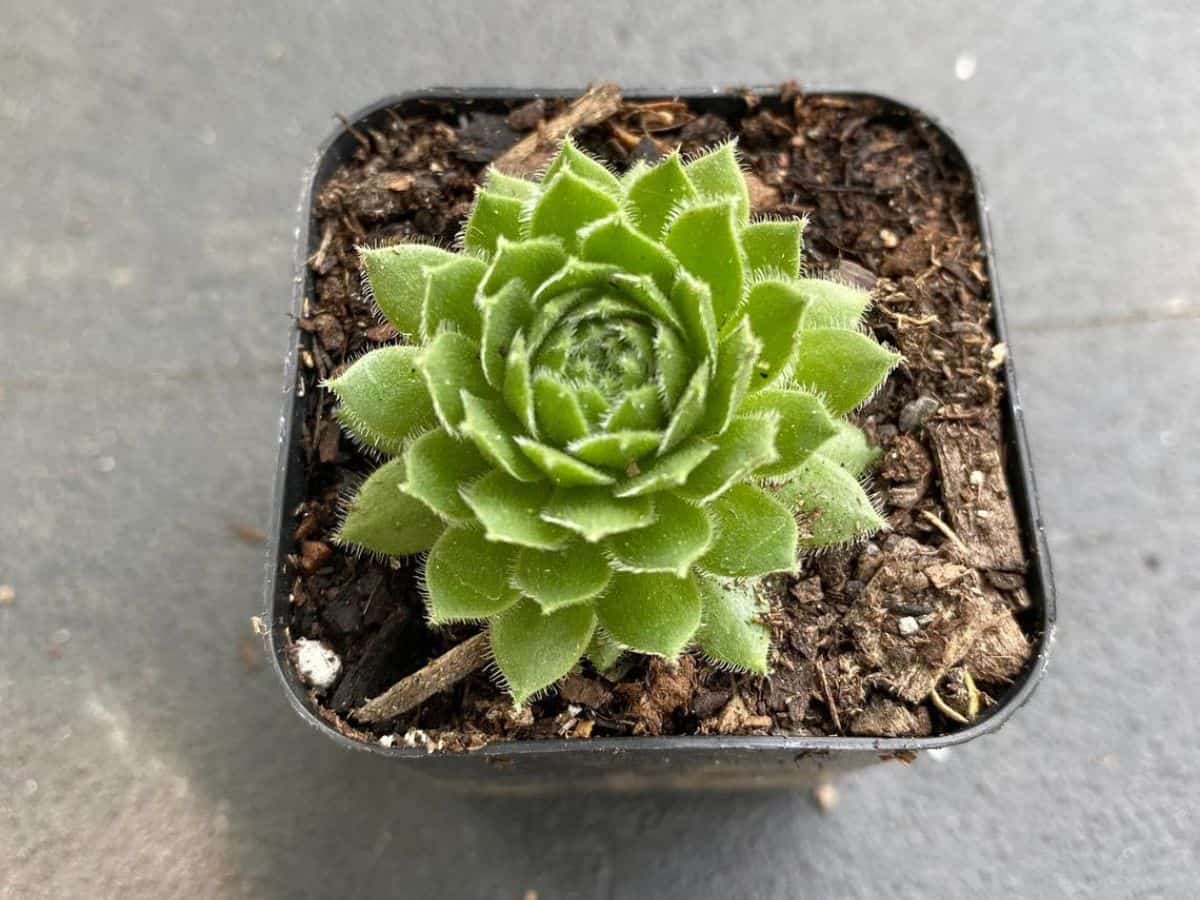 Little Bobo succulent growin in a pot.