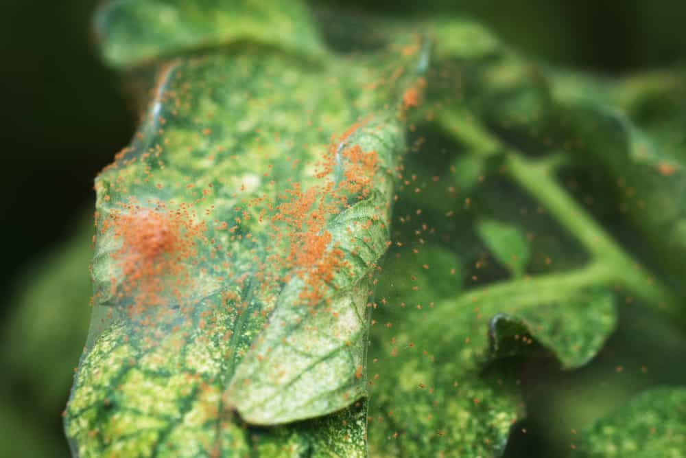 spider mites on a leaf close-up