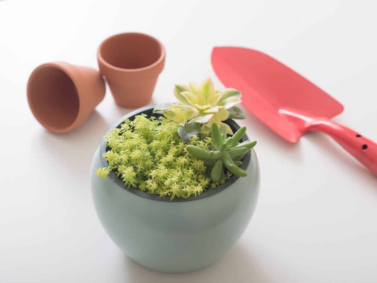 Succulent growing in a modern looking pot next to a pink garden shovel and empty pots.