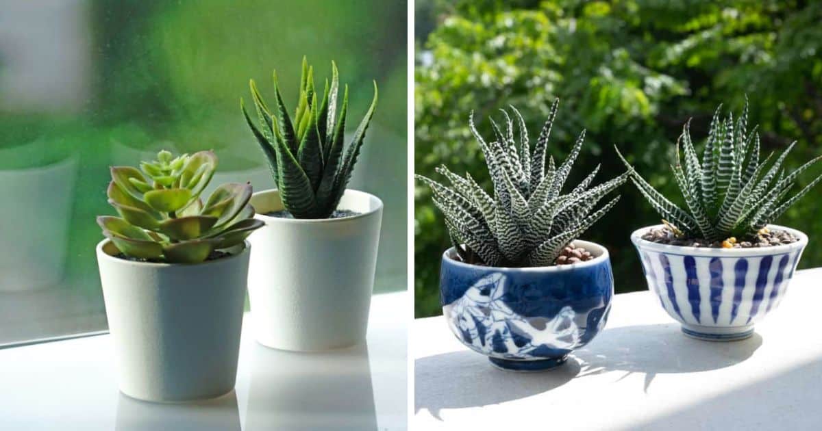 Succulent Pots With Drainage That You Should Use Sublime Succulents