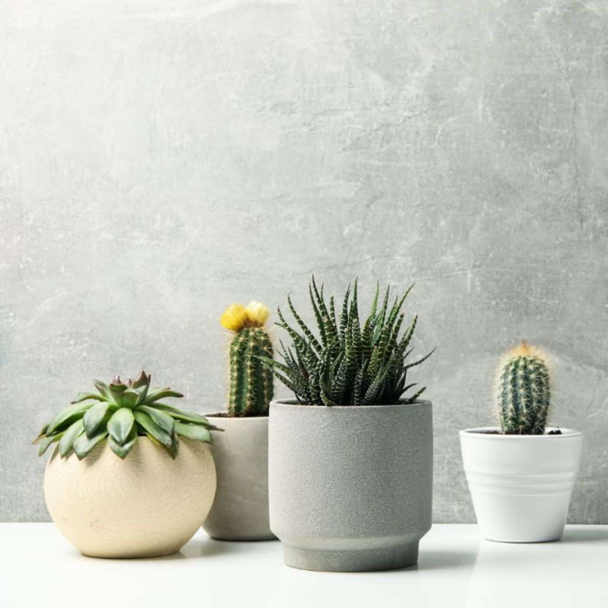 Different varieties of succulents in pots indoor.