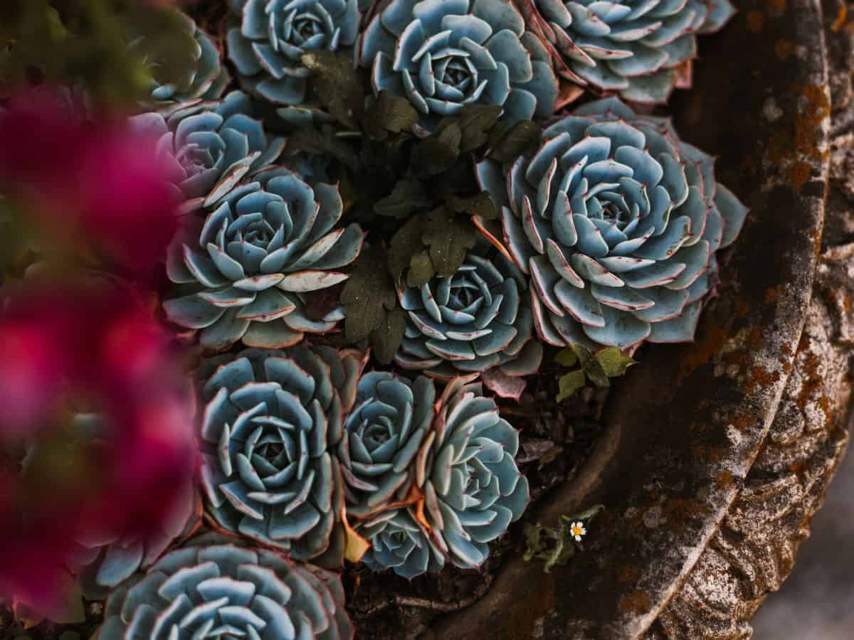 Succulents growing in a big pot close-up.
