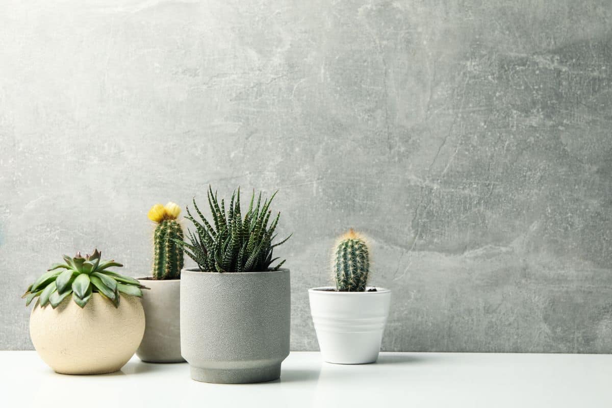 Different varieties of succulents in pots indoor.