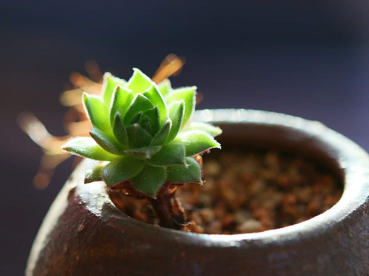 Tiny succulent growing in a pot.