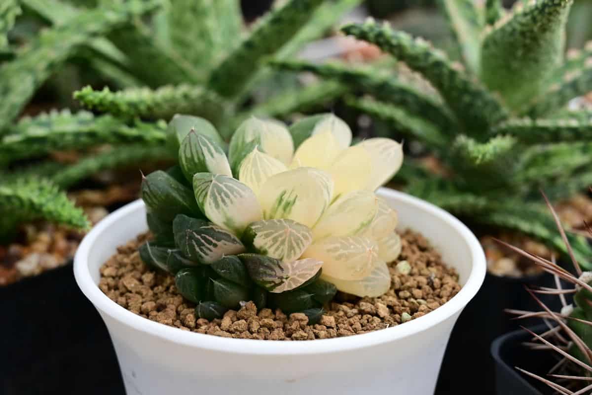 Variegated Haworthia cooperi growing in a pot.