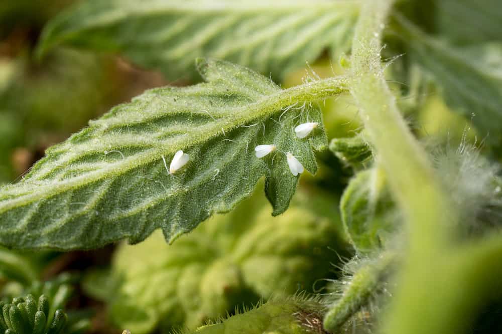 whiteflies on a green leave close-up