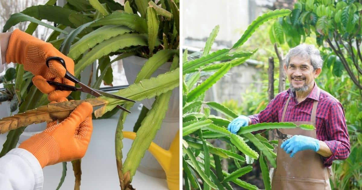 How To Trim Cactuses Step by Step Guide Sublime Succulents