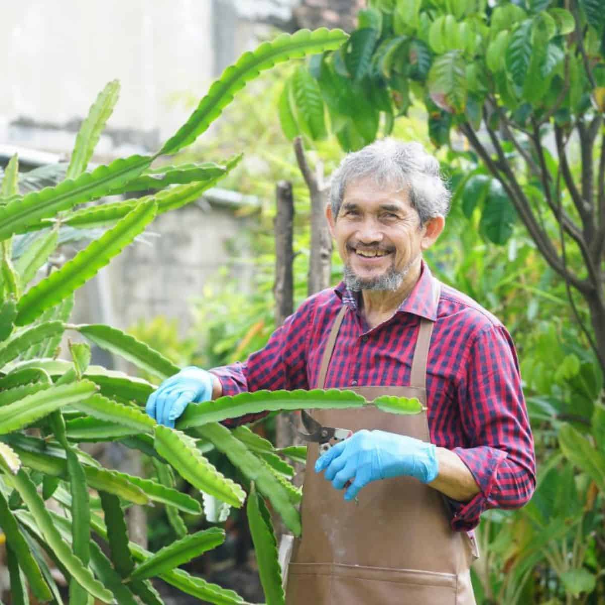 Healthy cacti prepared for grafting with clean cuts and vibrant green rootstock