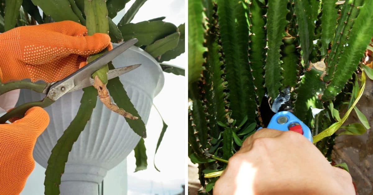 Why You Should Trim Cactuses Cacti Trimming 101 Sublime Succulents