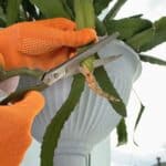 Gardener's hands with gloves cutting a cactus with a scissors.