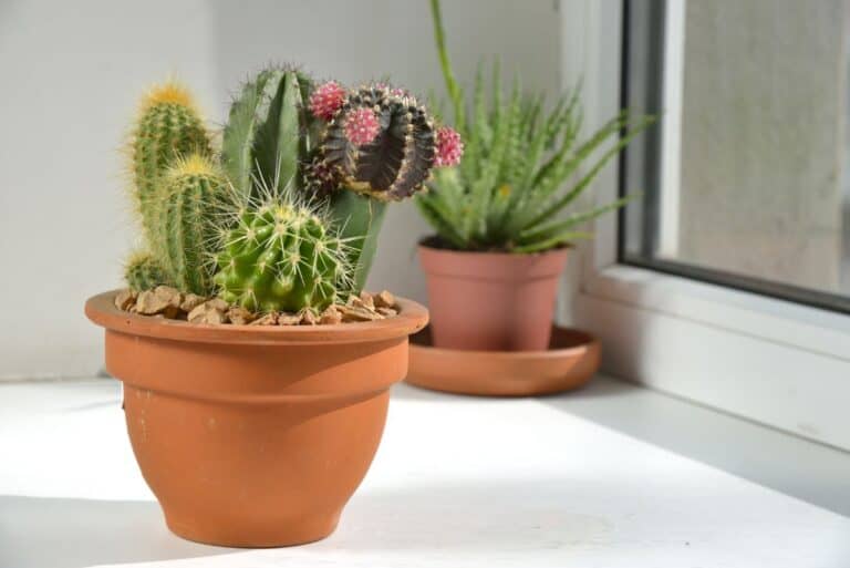 Why You Should Trim Cactuses Cacti Trimming 101 Sublime Succulents