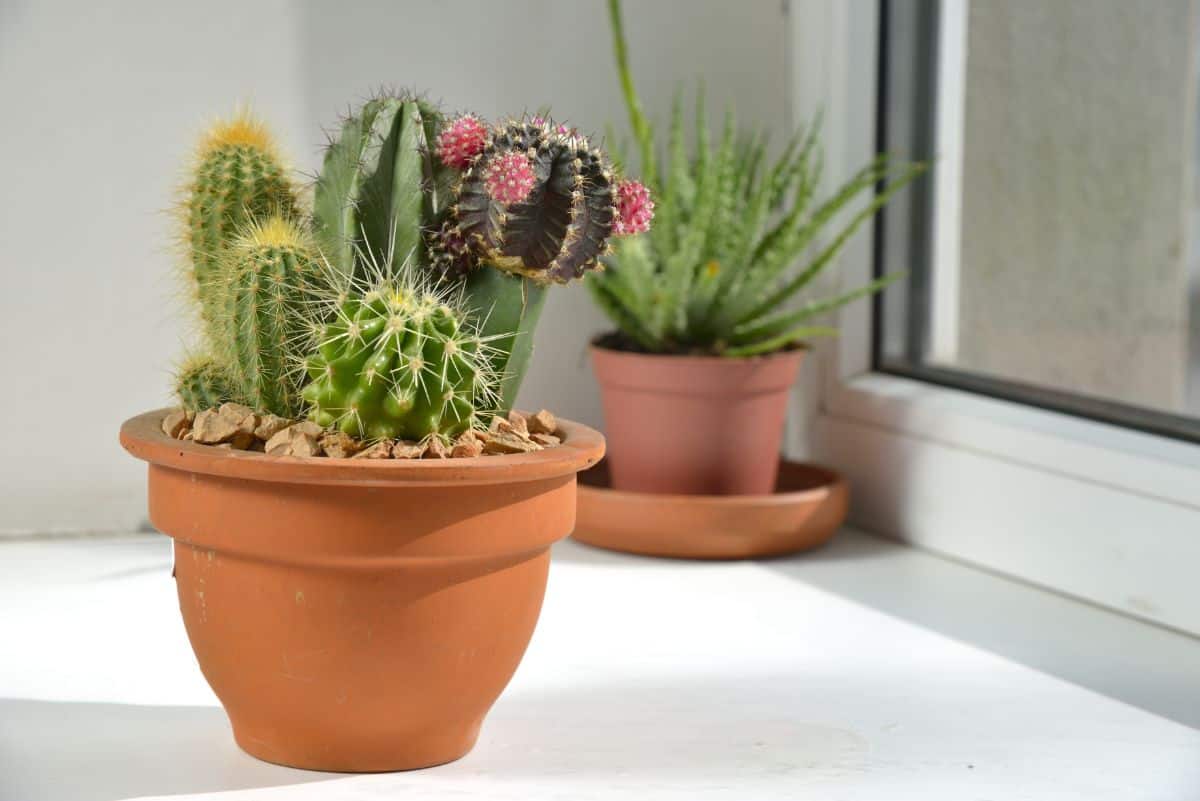 Beautiful blooming cactus growing in a pot near a window.