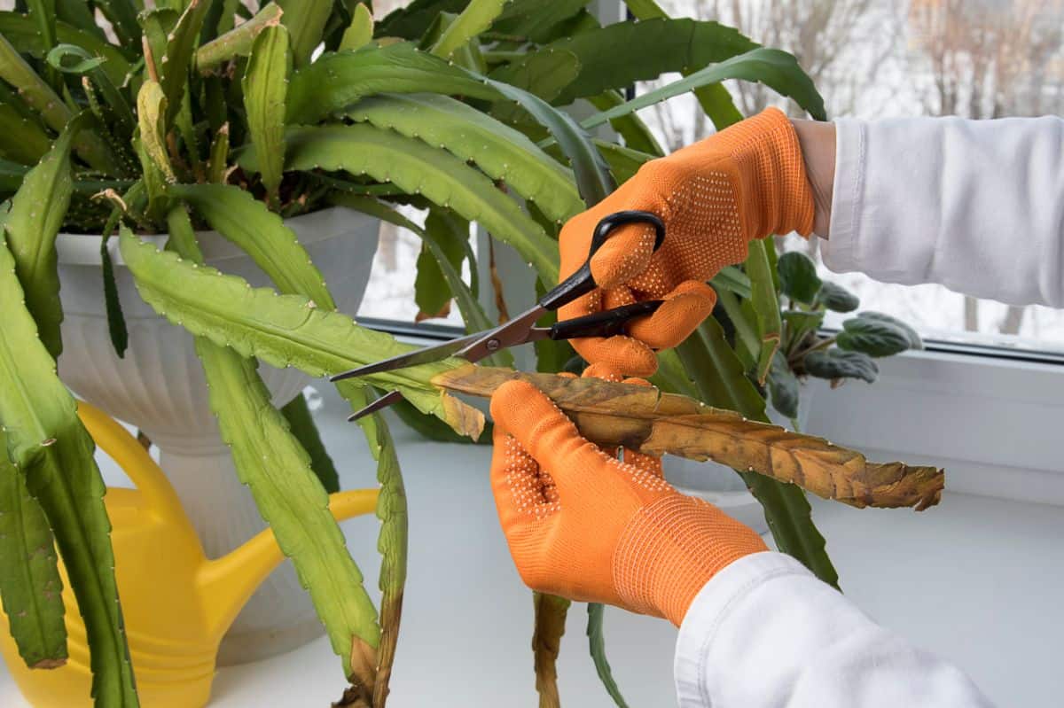 Hands with orange gloves cutting cactus with a scissors,