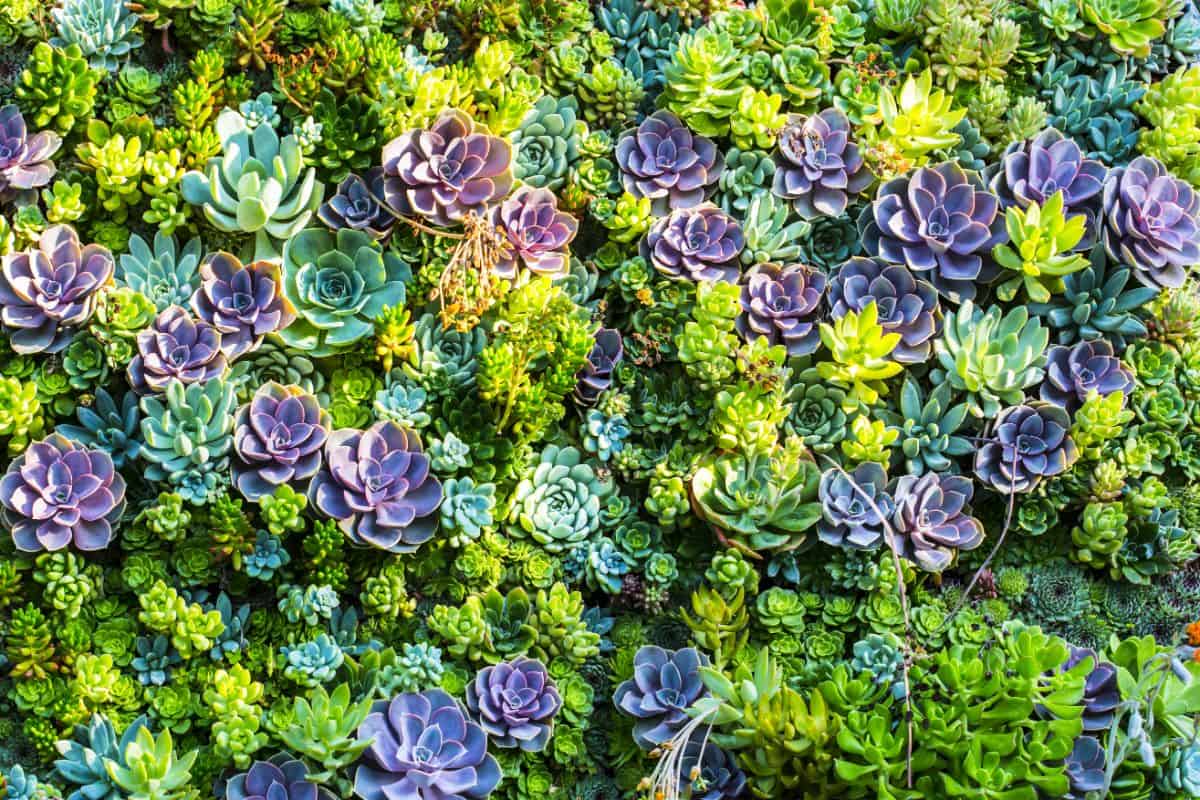 DIfferent varieties of beautiful colorful succulents.