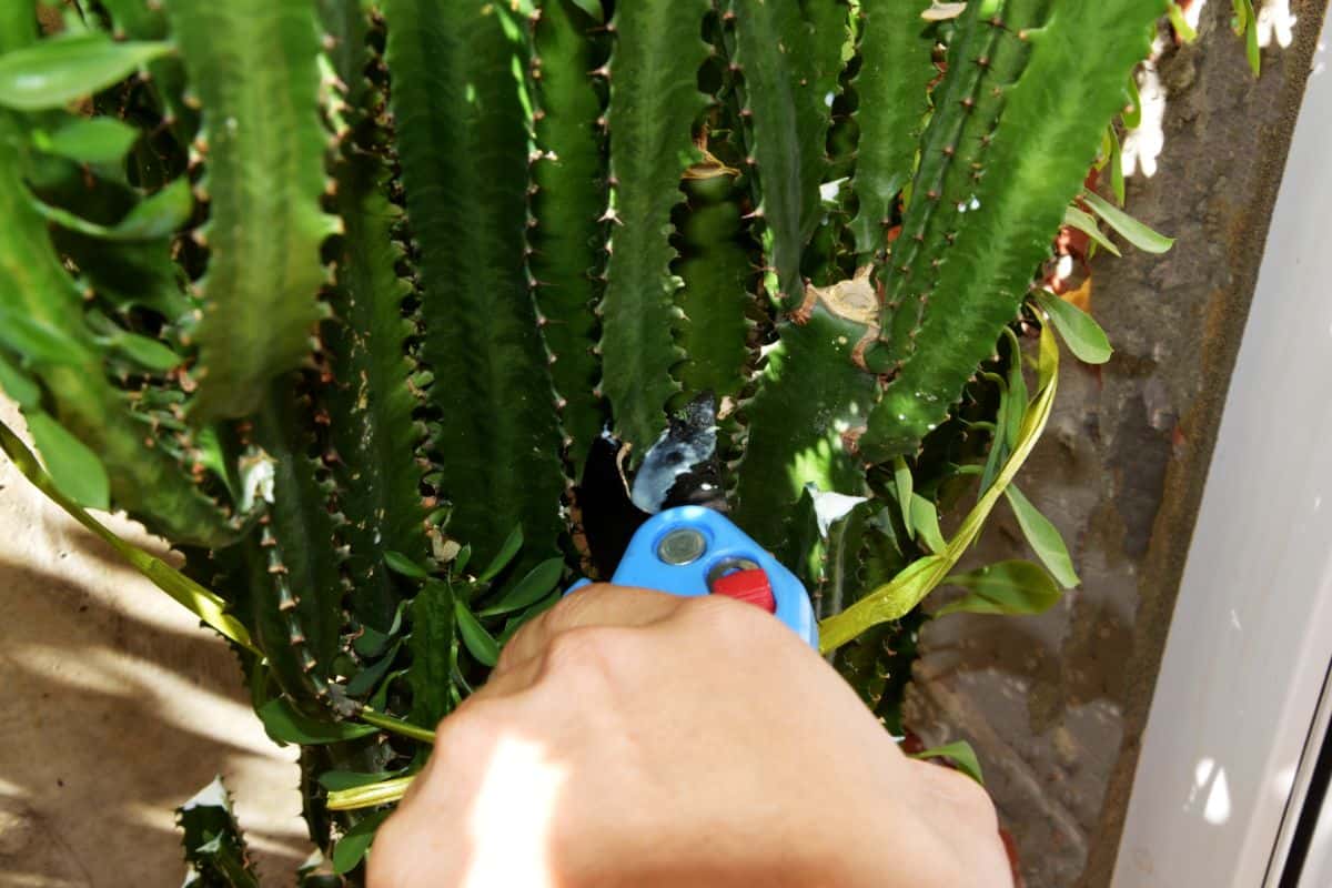 Hands with gardening sheers cutting a cactus.